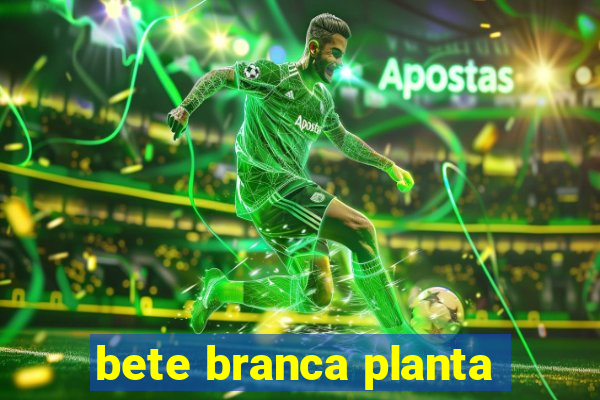 bete branca planta